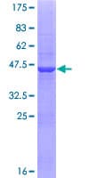 Human ZNF44 / GIOT-2 Protein (Recombinant GST)