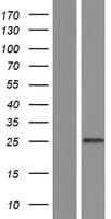 C9orf72 / ALSFTD Protein (Over-Expression Lysate Myc-DDK (Flag))