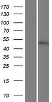 Human MLIP Protein (Over-Expression Lysate Myc-DDK (Flag))