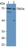 MMP13 Antibody (aa286-462)