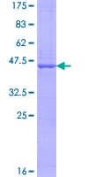 Human UXT Protein (Recombinant GST)