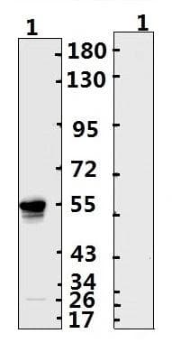 Recombinant Monoclonal Human anti-Coronavirus SARS-CoV-2 Nucleoprotein Antibody (WB)