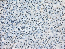 CYPOR / POR Antibody (clone OTI2E4)