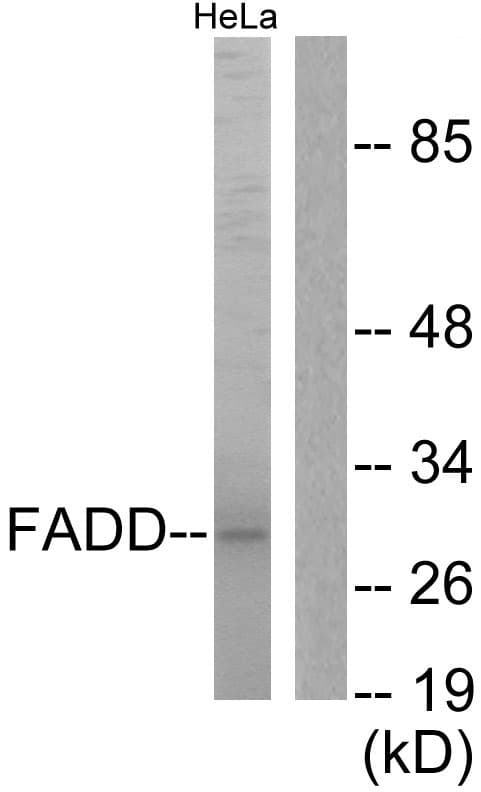 IHC-plus™ FADD Antibody (aa159-208)