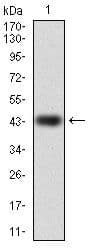 RAP1A Antibody (clone 5F8)