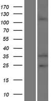 EMILIN2 Protein (Over-Expression Lysate Myc-DDK (Flag))