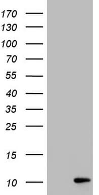 Monoclonal Mouse anti-Human PYDC1 Antibody (clone OTI11C3, WB)