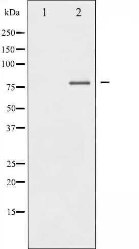 PRKCD / PKC-Delta Antibody