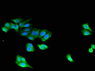 STAC Antibody