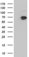 IGF2BP2 Antibody (clone OTI2H7)