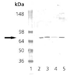 IHC-plus™ PRKG Antibody