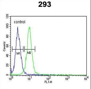 Polyclonal Rabbit anti-Human RPL18A Antibody (aa140-166, IHC, WB)