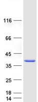 Human TEL-2 / ETV7 Protein (Recombinant Myc-DDK (Flag))