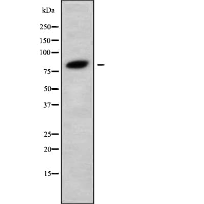 PIK3R6 Antibody