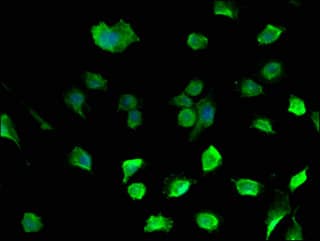 DAZL Antibody