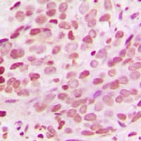 Histone H3 Antibody (N-Terminus)