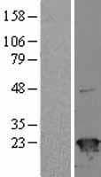 SRI / Sorcin Protein (Over-Expression Lysate Myc-DDK (Flag))