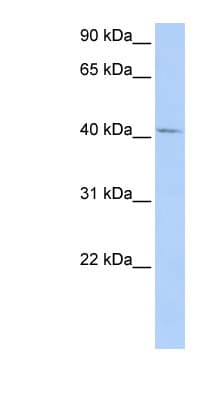 GTF2H4 / TFB2 Antibody (aa72-121)