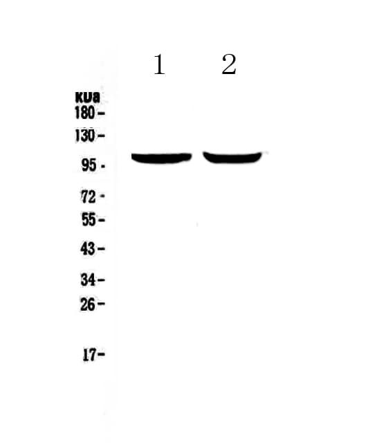 Polyclonal Rabbit anti-Human DNM2 / Dynamin-2 Antibody (WB)