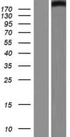 MED13L Protein (Over-Expression Lysate Myc-DDK (Flag))