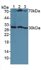 PSG1 / CD66f Antibody (aa202-401, APC)