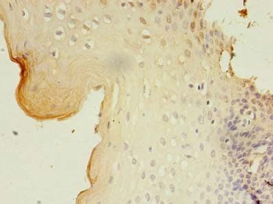 GKAP1 Antibody