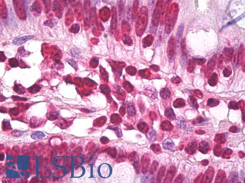 IHC-plus™ Polyclonal Rabbit anti-Human Histone H3.3 Antibody (aa100-150, IHC, WB)