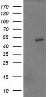 ZSCAN21 / Zipro1 Antibody (clone OTI2E3, Carrier-free)