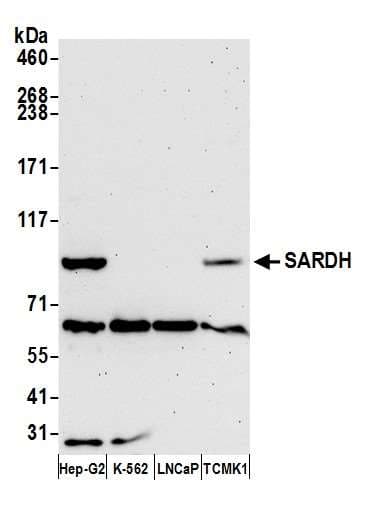 Polyclonal Rabbit anti-Human SARDH Antibody (aa868-918, WB)