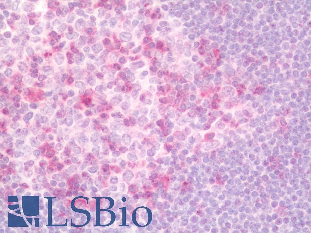 SKAP1 / SCAP1 Antibody (Biotin)