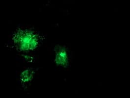 APP / Beta Amyloid Precursor Antibody (clone OTI6F11, Carrier-free)