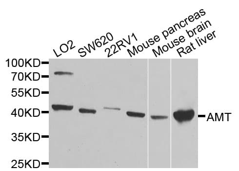 Polyclonal Rabbit anti-Human AMT Antibody (WB)