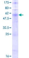 Human P2Y10 / P2RY10 Protein (Recombinant GST)