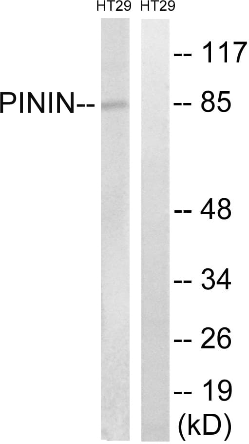 Polyclonal Rabbit anti-Human PNN / Pinin Antibody (aa211-260, WB)