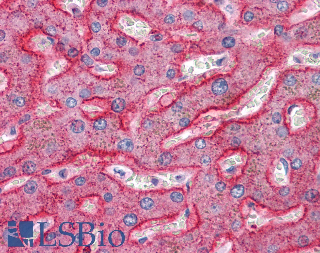SQSTM1 Antibody