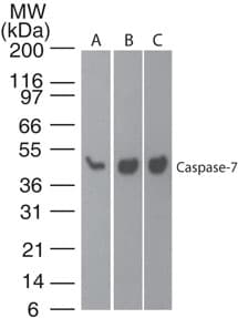 IHC-plus™ CASP7 / Caspase 7 Antibody (clone 25B881.1)