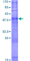 Human OR6K2 Protein (Recombinant GST)