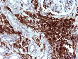 ICAM3 / CD50 Antibody (clone OTI1E7, Carrier-free)
