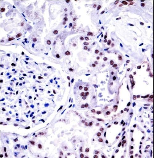 NONO / P54NRB Antibody (aa45-74)