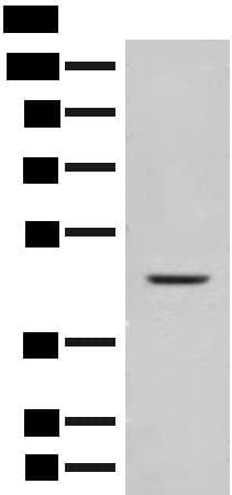 FUT10 Antibody