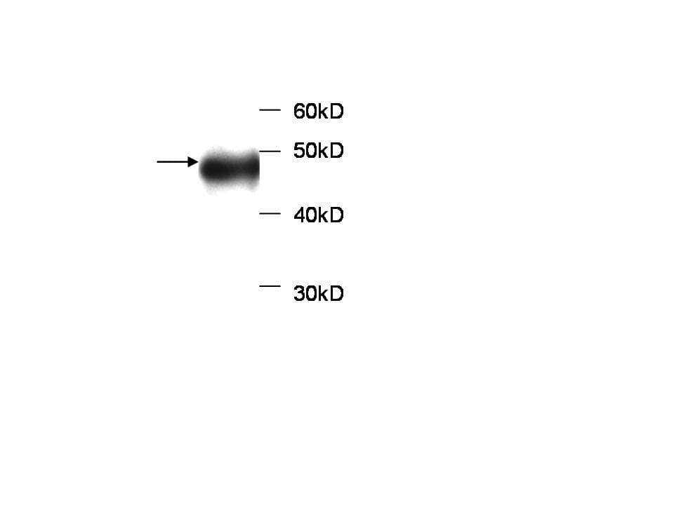ALDOB Antibody