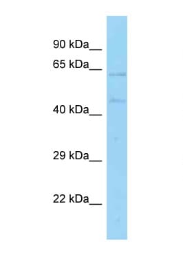 EBF4 Antibody (aa445-494)
