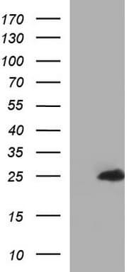 GLTP Antibody (clone OTI2A10)