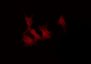 STAT4 Antibody