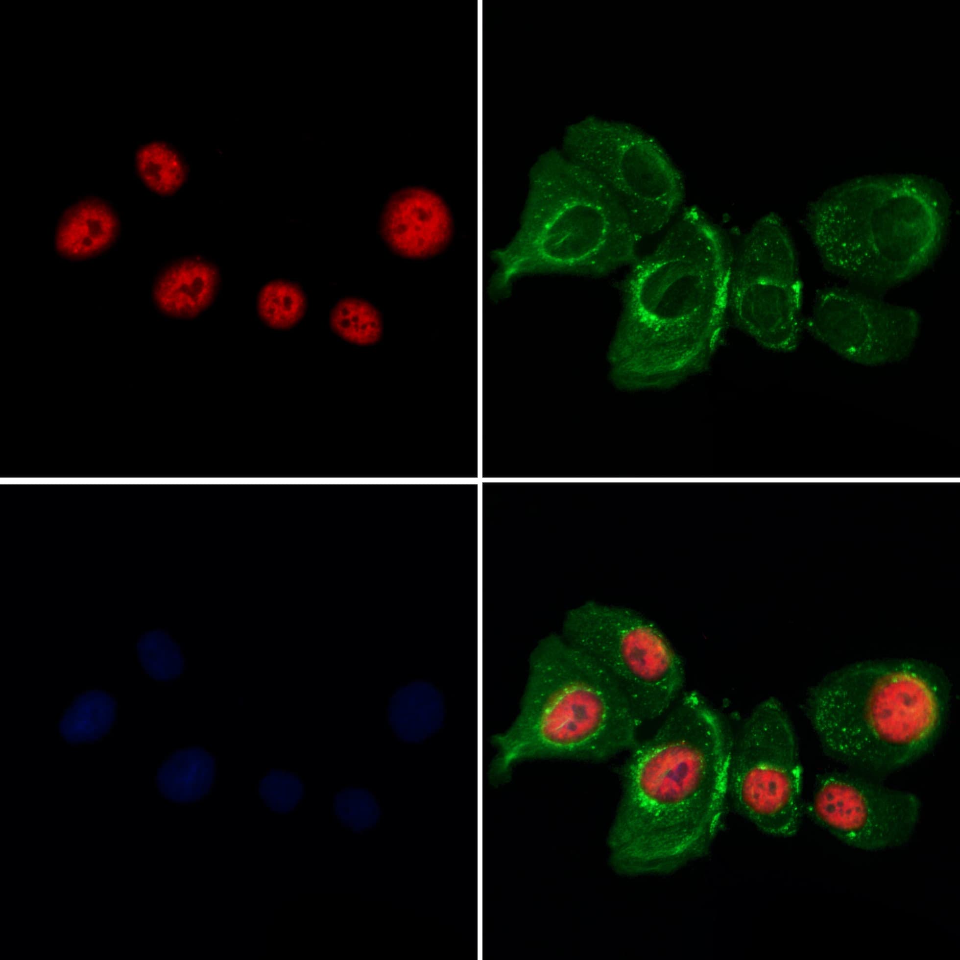 BANP Antibody