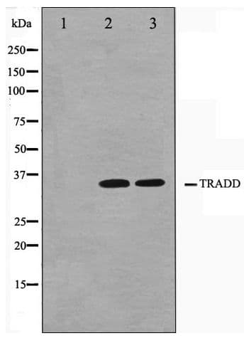 TRADD Antibody