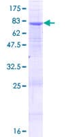 Human ALG2 Protein (Recombinant GST)