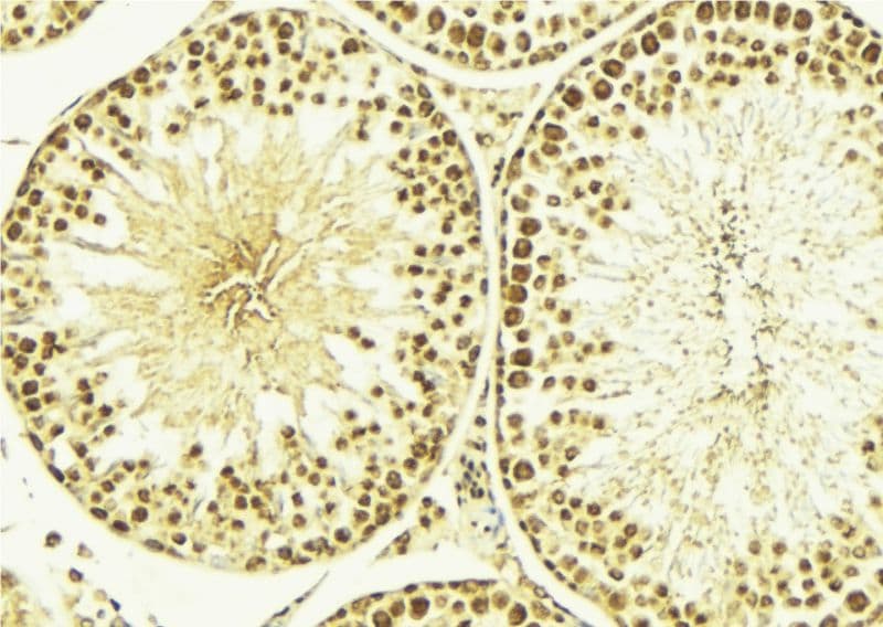 NEDD8 Antibody