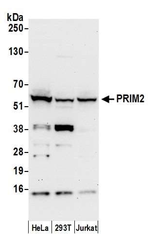 Polyclonal Rabbit anti-Human PRIM2 / DNA Primase Antibody (aa459-509, WB)