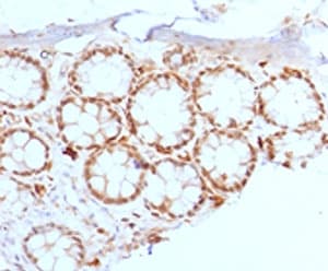 FOXA1 + FOXA2 + FOXA3 Antibody (clone FHBA1-1, Azide-free, BSA-free)